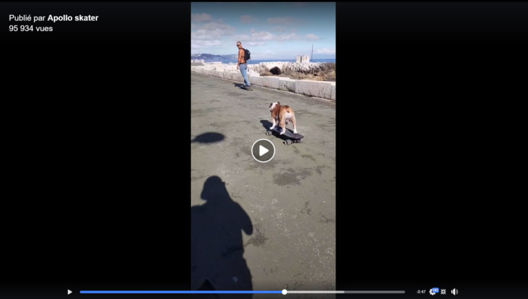 Le chien Apollo skater en skate électrique